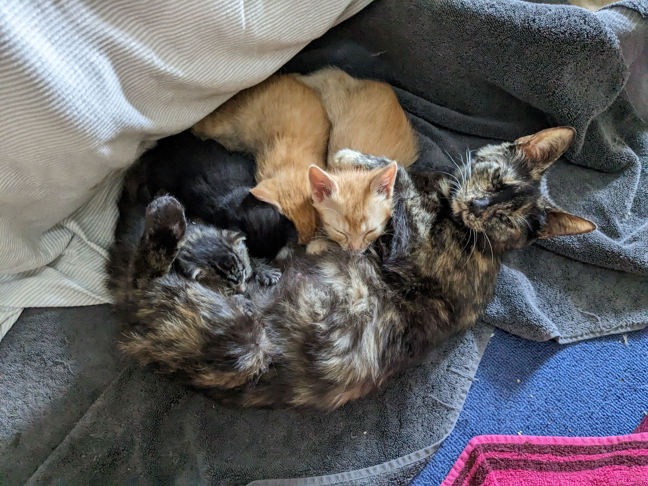 Torti female mom cat with 2 orange kittens, 1 black kitten, 1 tabby kitten