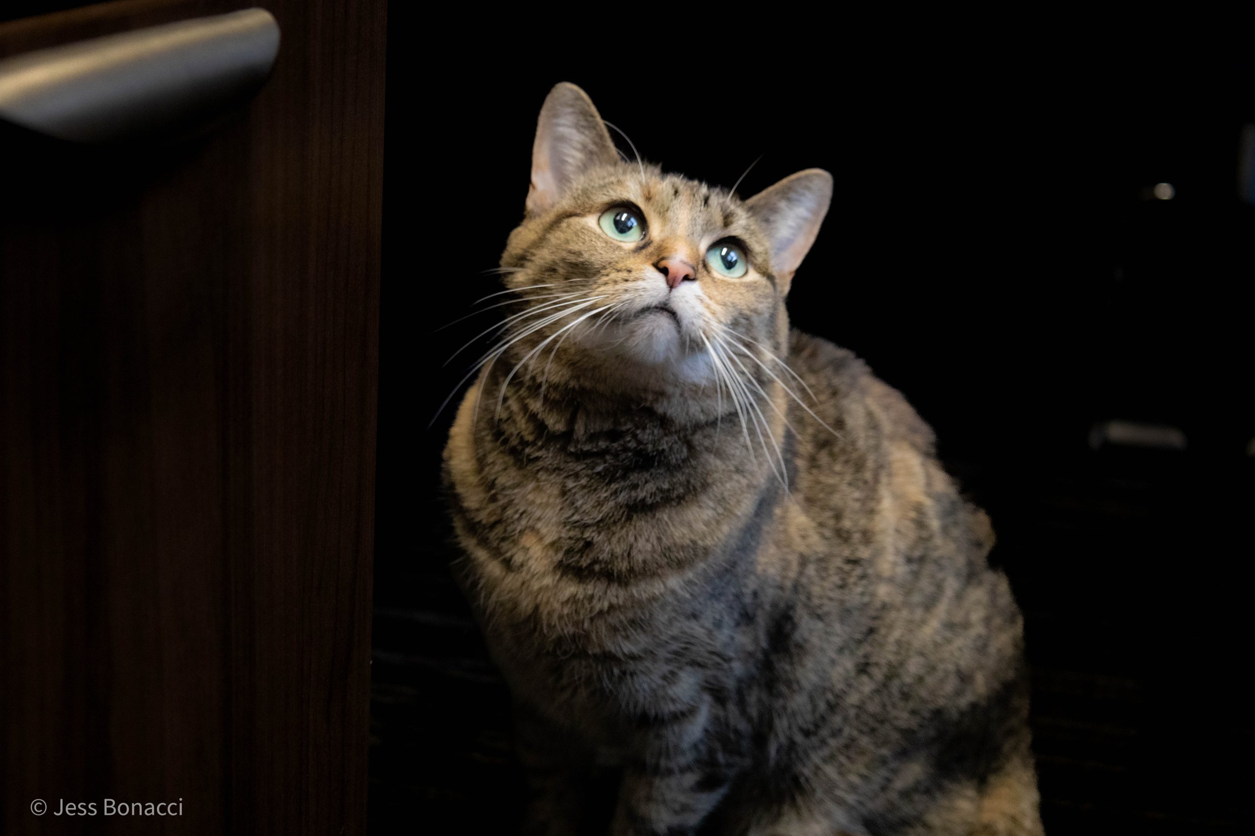 Orange and White cat curled up sleeping