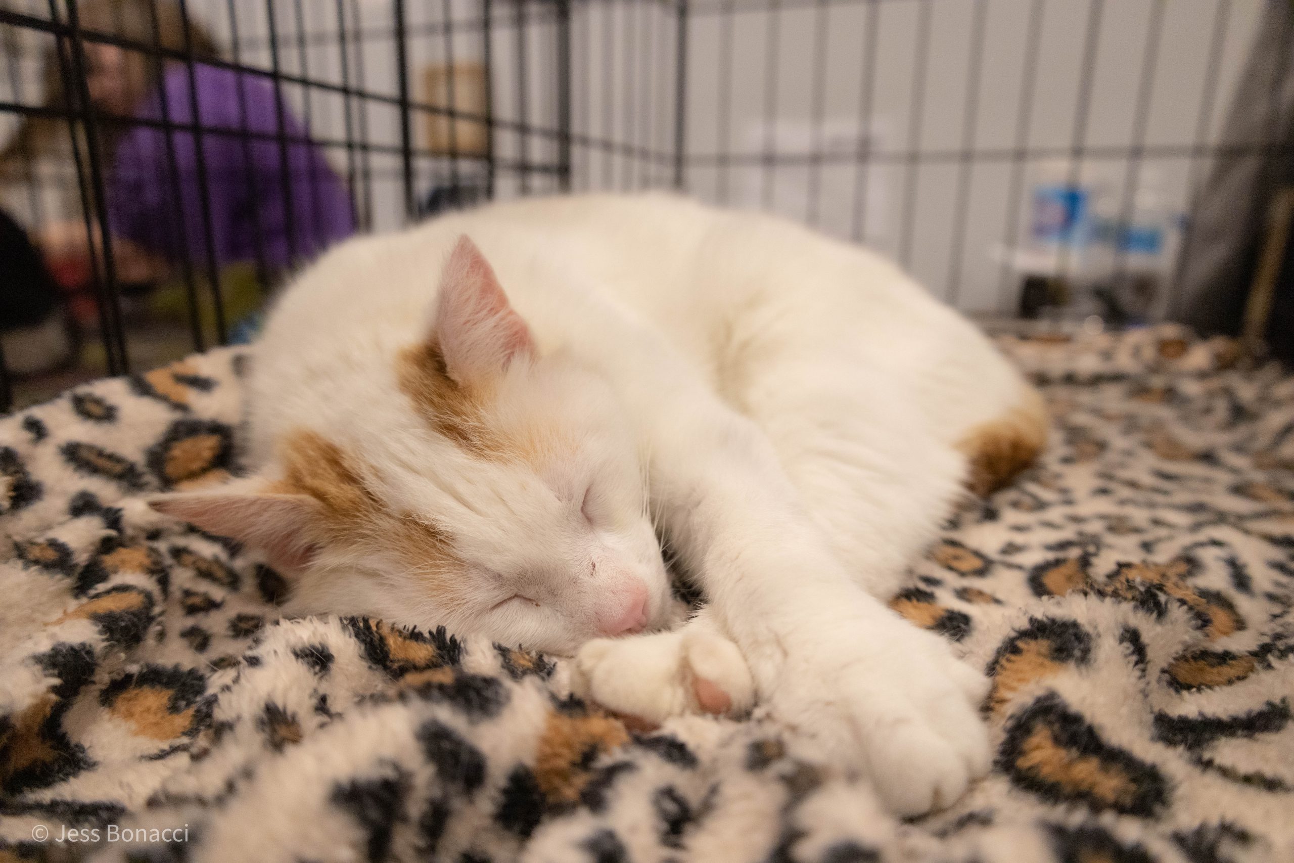 White and Orange cat sleeping