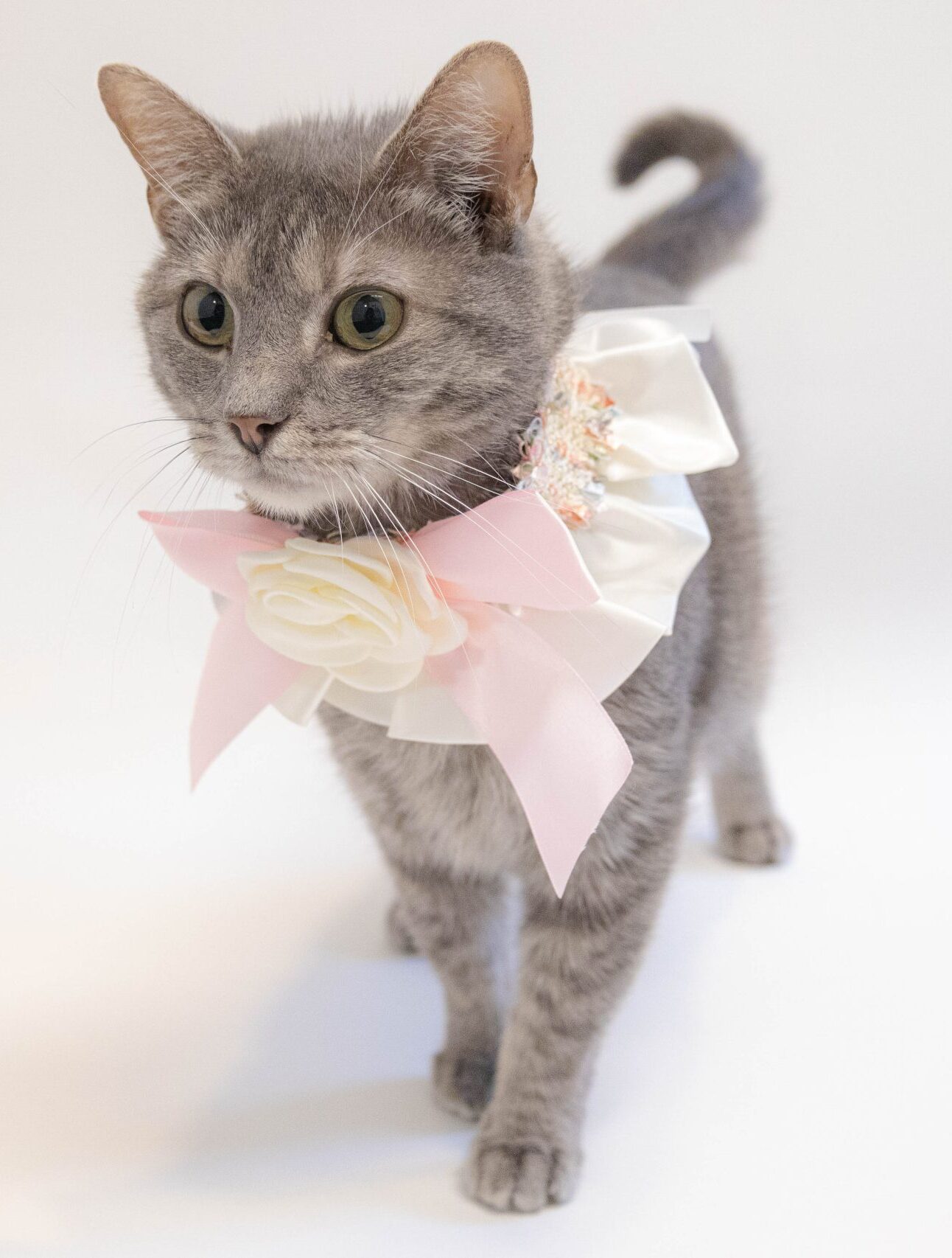 Gray tabby kitty with pink neck bow