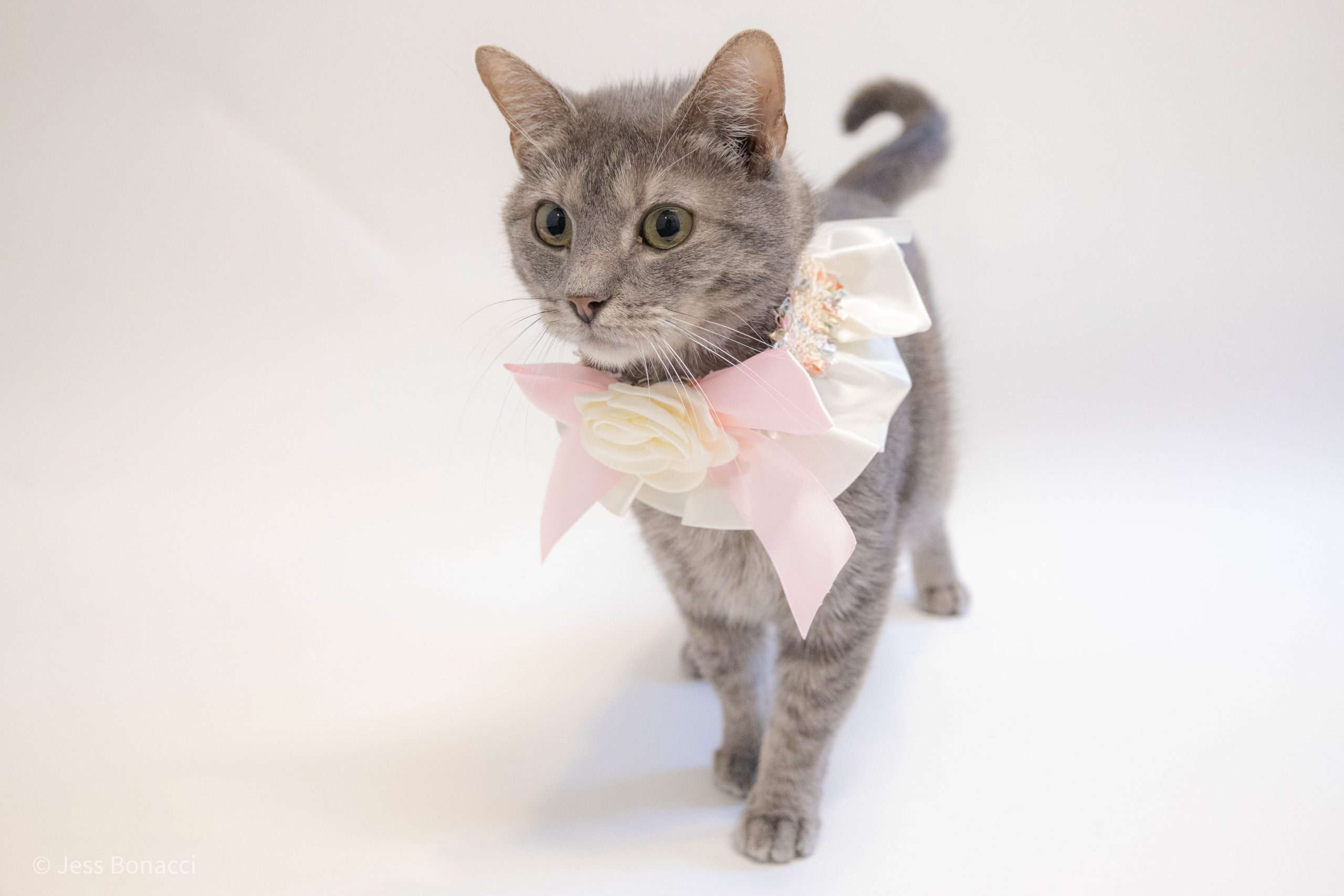 Gray tabby kitty with pink neck bow