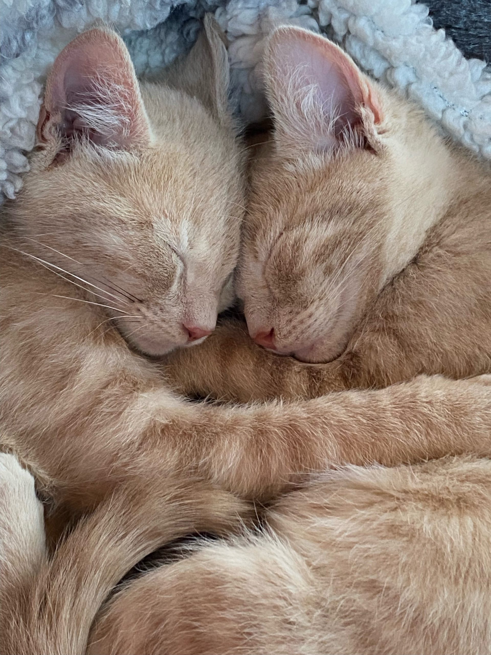 Two orange kittens hugging and sleeping