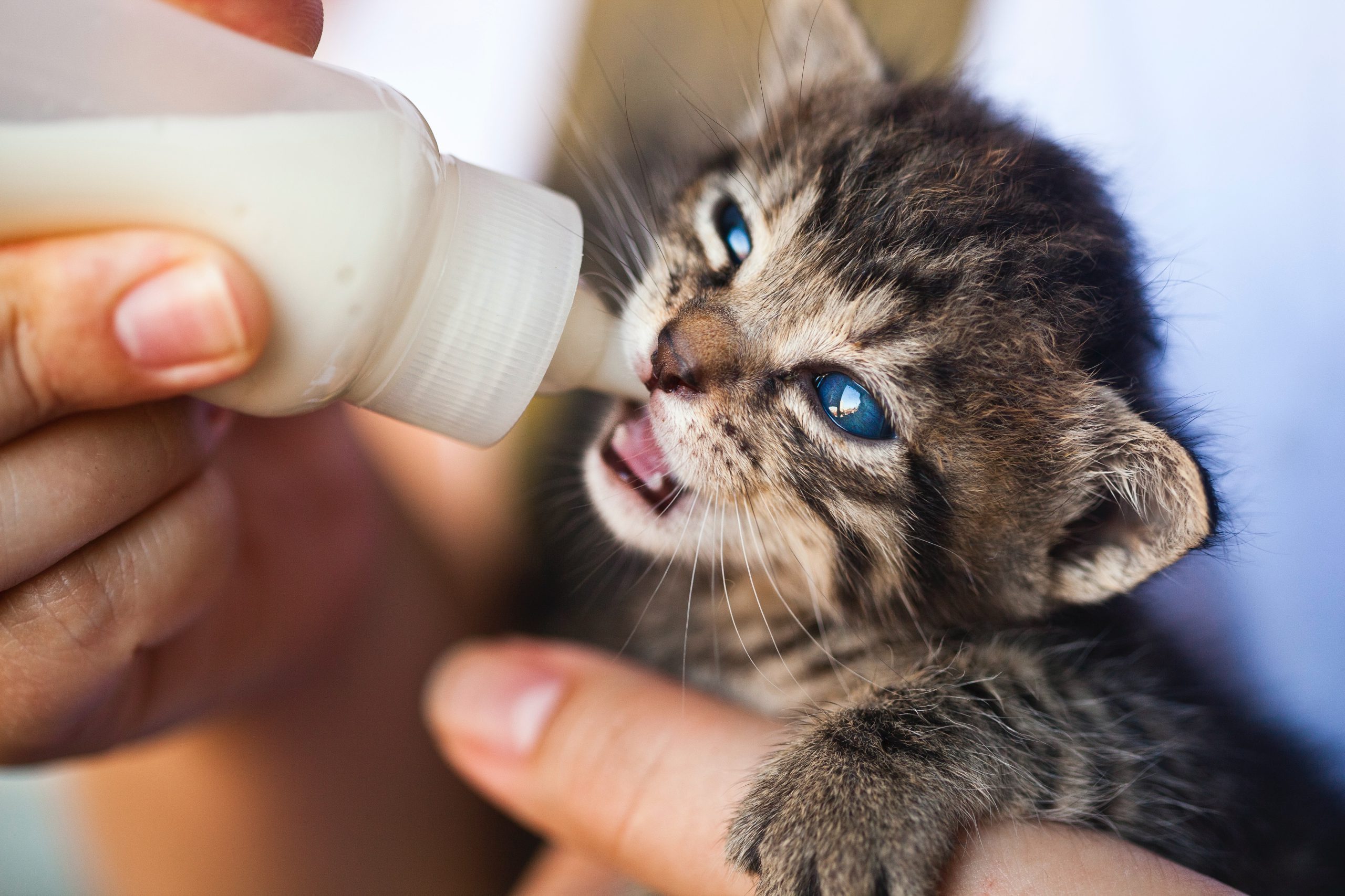 Tabby kitten bottle feeding