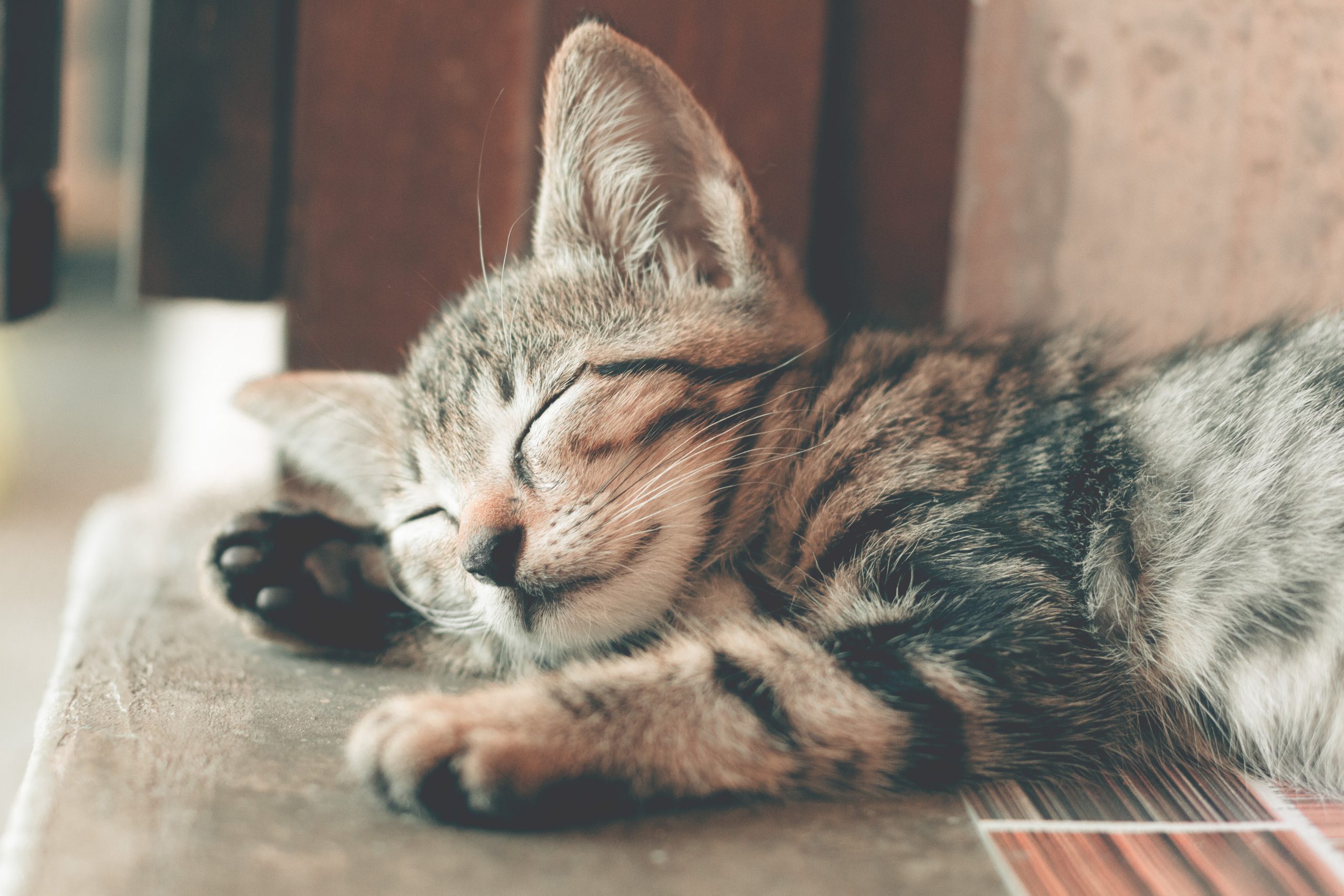 Sleeping tabby kitten