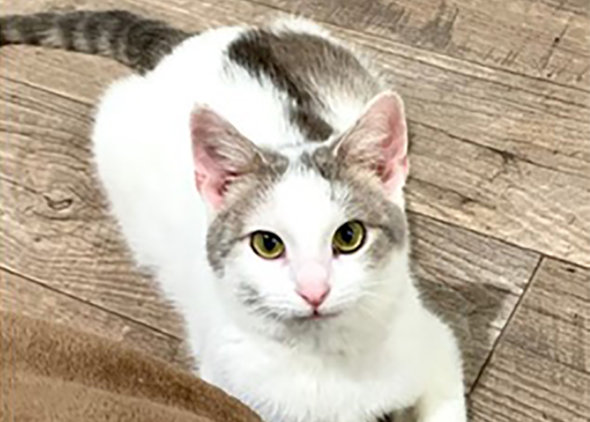 Anson - White cat with tabby markings