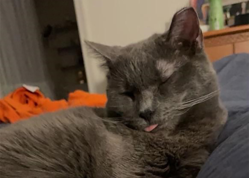 Anson - White cat with tabby markings