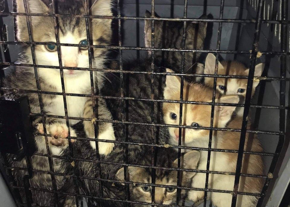 Rosie - Calico cat looking out window