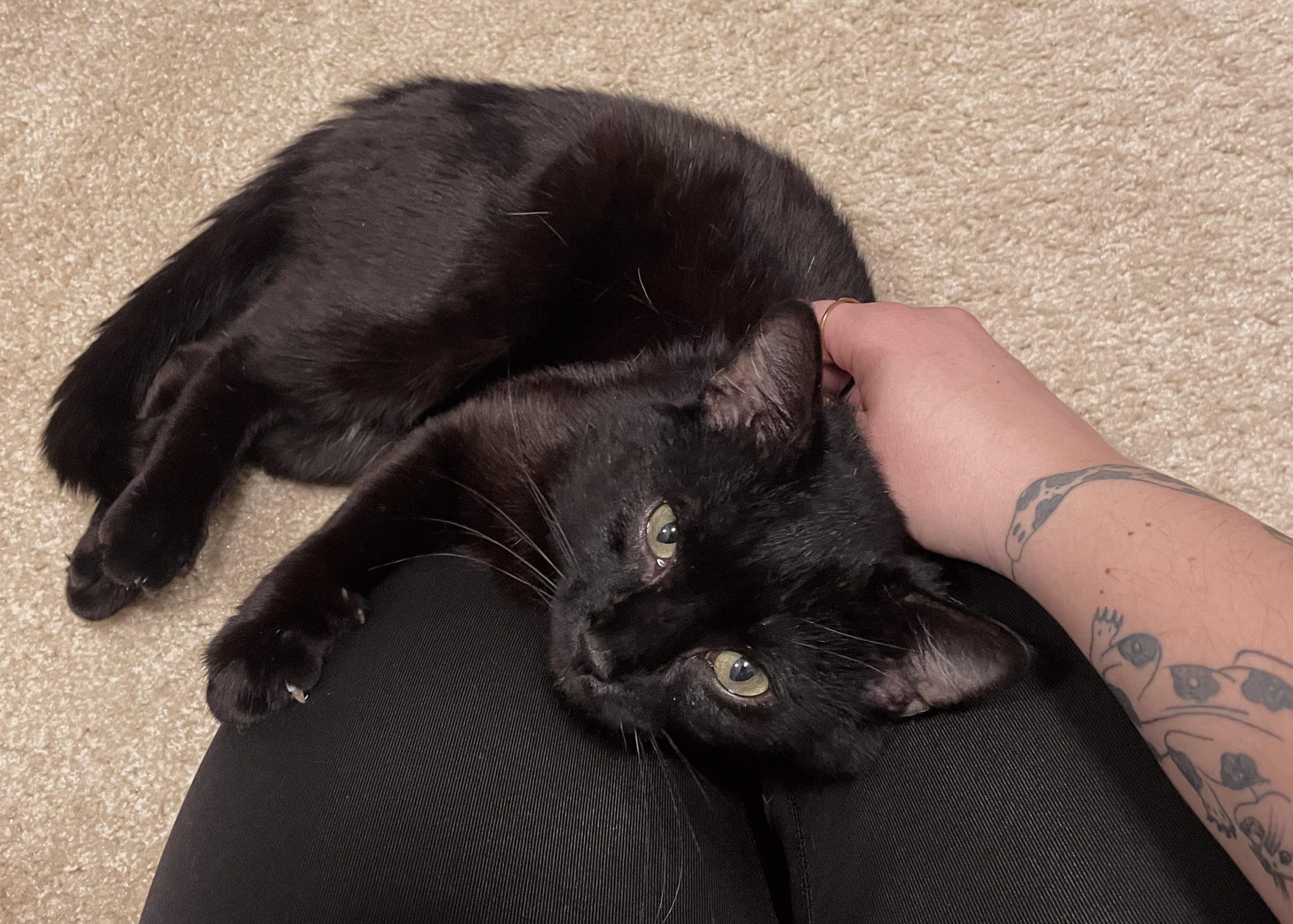 Rosebud - Black and White cat kitty in front of TV