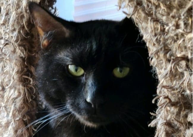 Anson - White cat with tabby markings