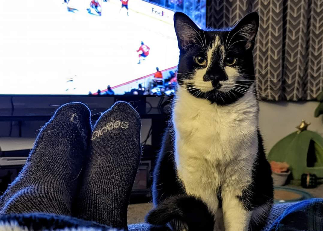 Rosebud - Black and White cat kitty in front of TV