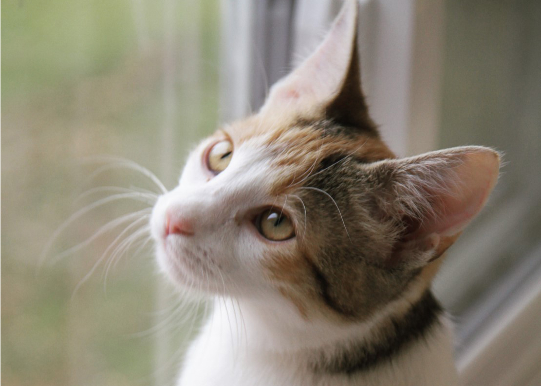 Rosie - Calico cat looking out window