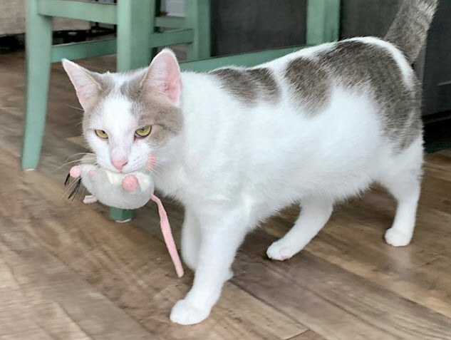 Anson - Tabby cat with toy mouse.