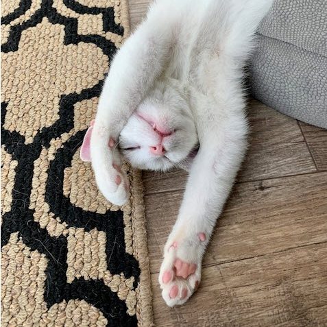 Anson - Tabby cat on their back sleeping.