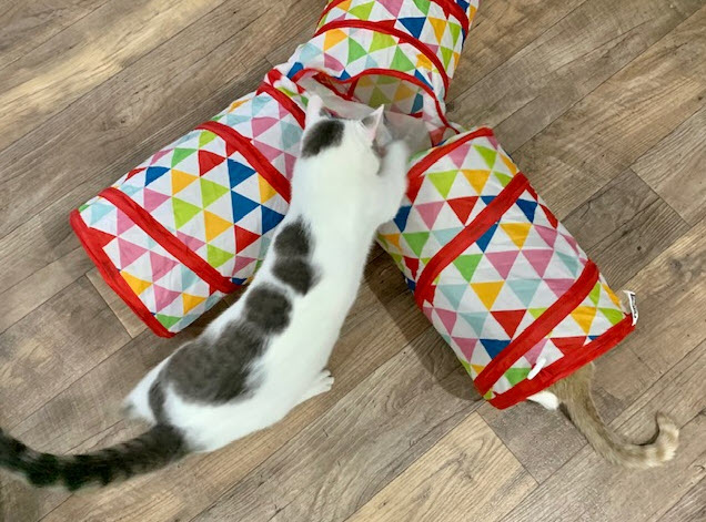 Anson - Tabby cat playing with plastic toy tube.
