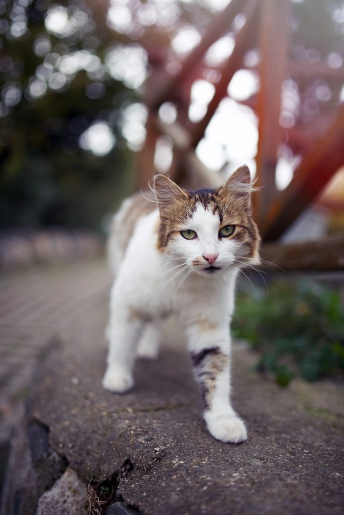 Tabby and white cat. walking outside. Photo by A Bsruki.