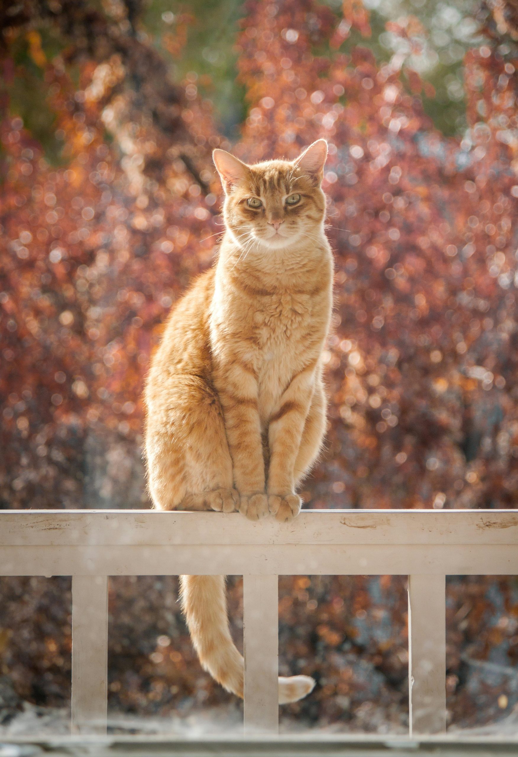 Orange cat sitting outside on porch railing - photo by Bekka Mongeau