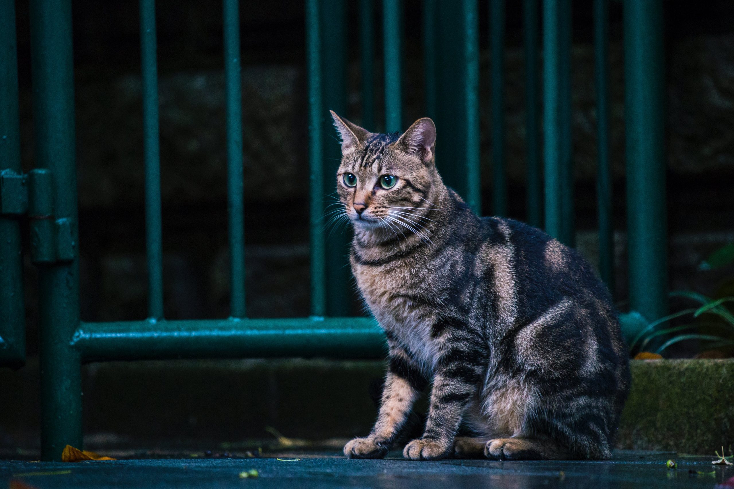 Orange cat sitting by window. Photo by Evg Kowalievska