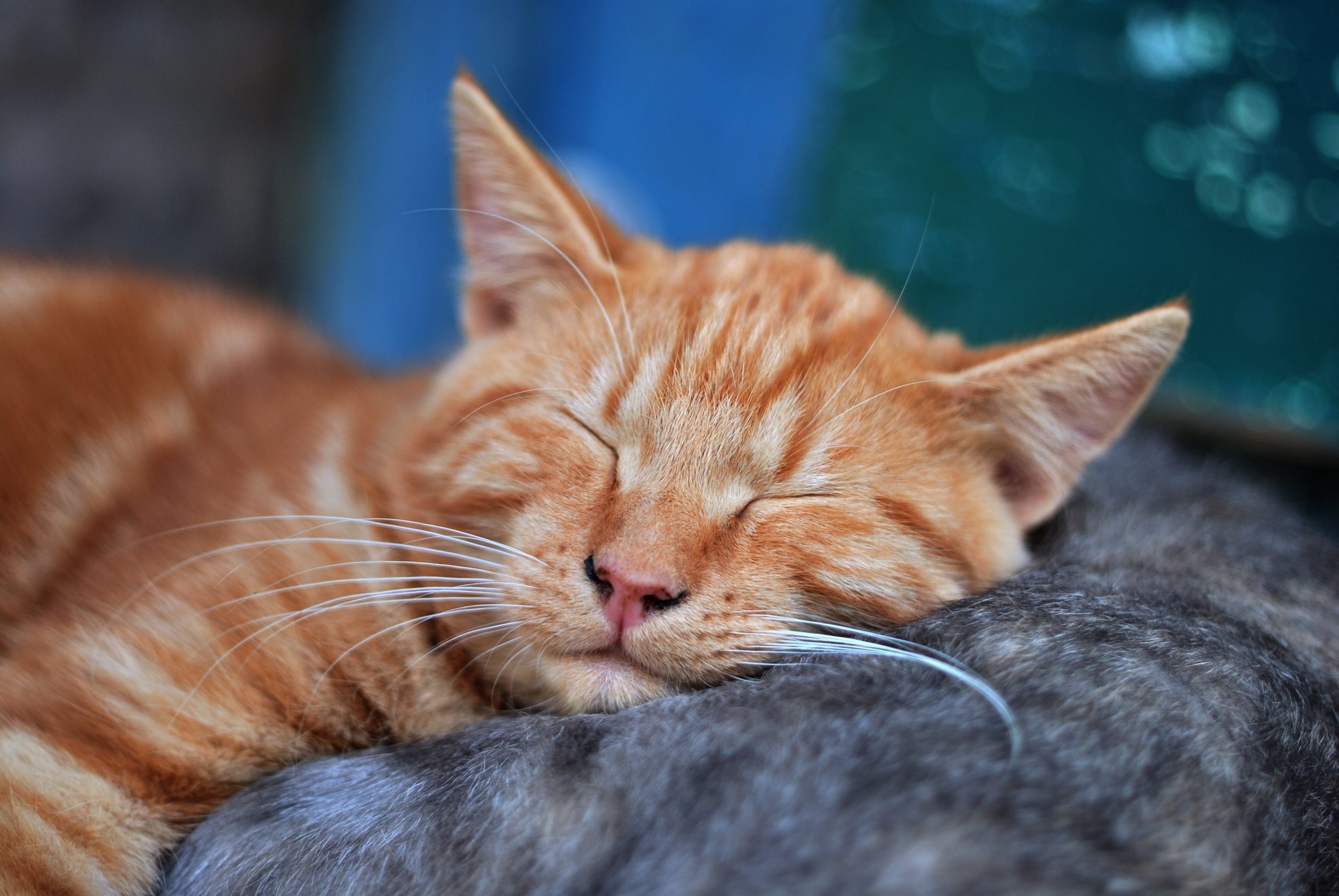 Orange cat sleeping on blanket - Photo by Pixabay.