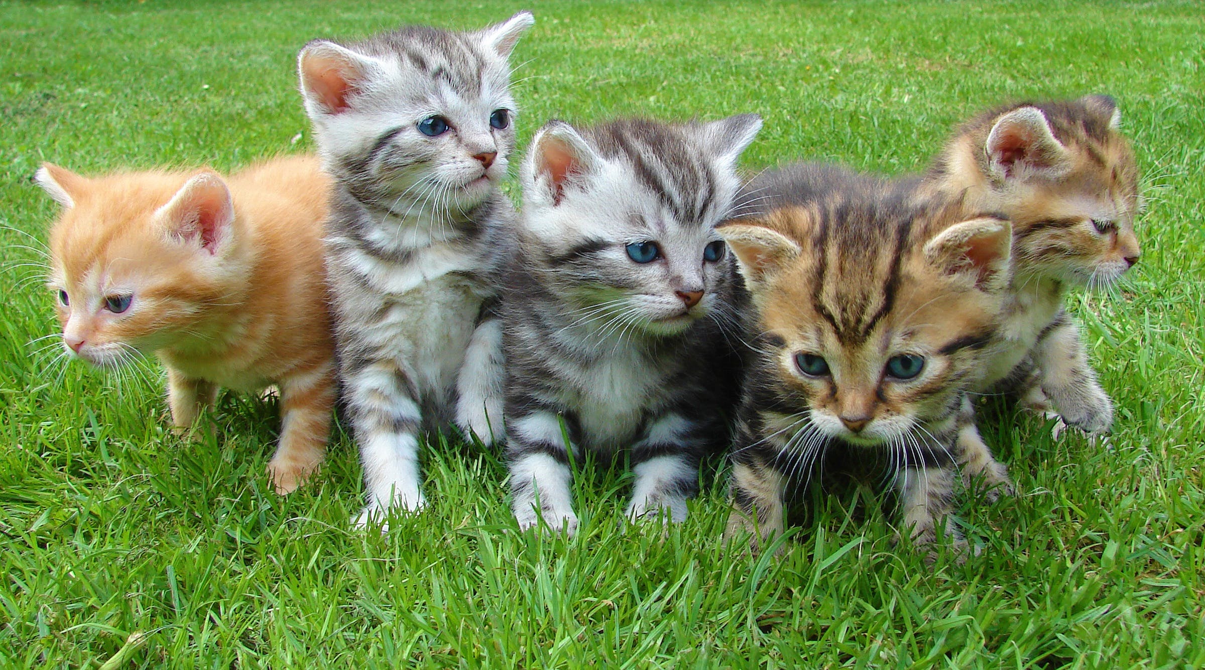 5 kittens in grass