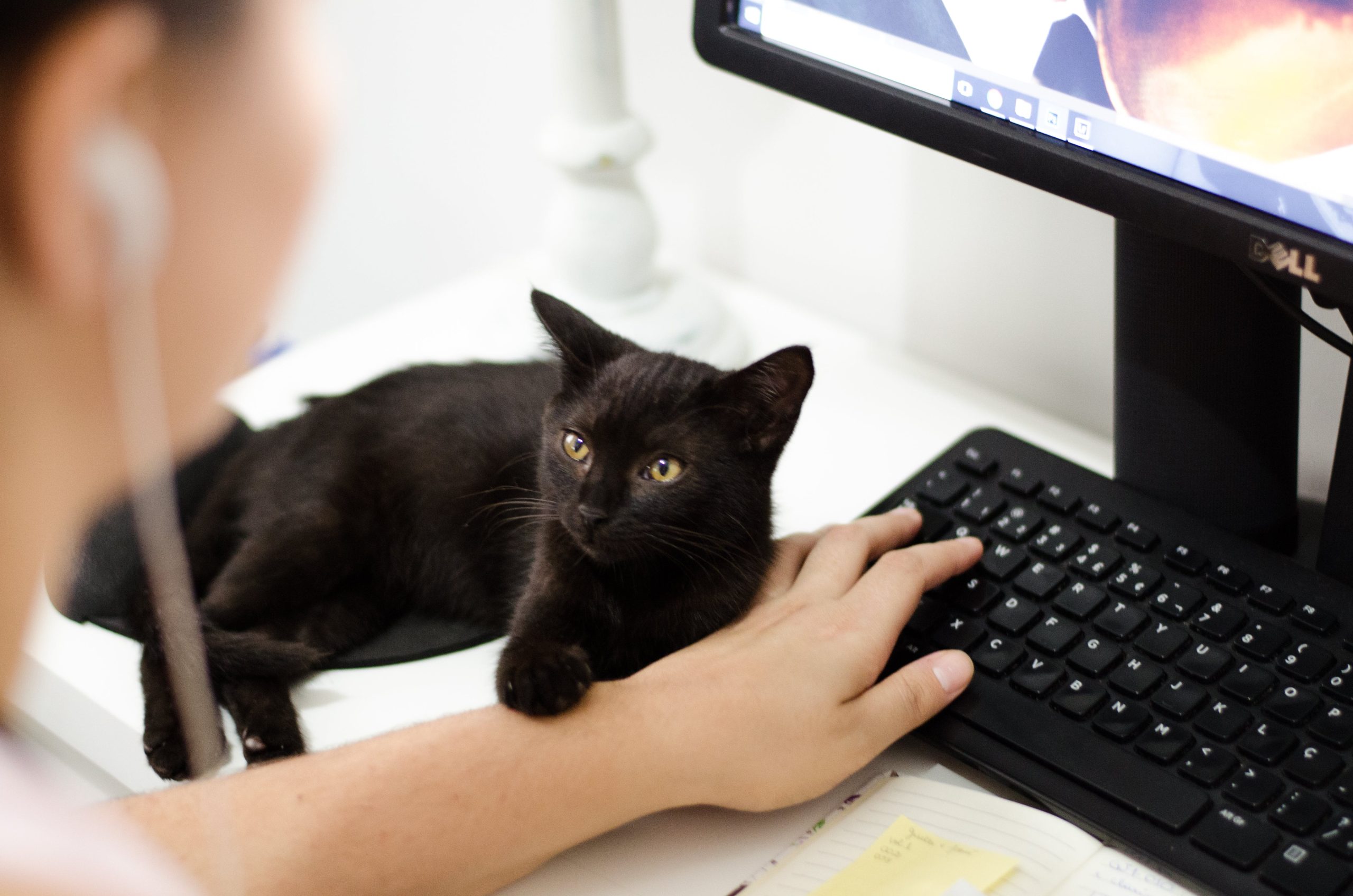 Black cat on person's keyboard. Photo by Ruca Souza.