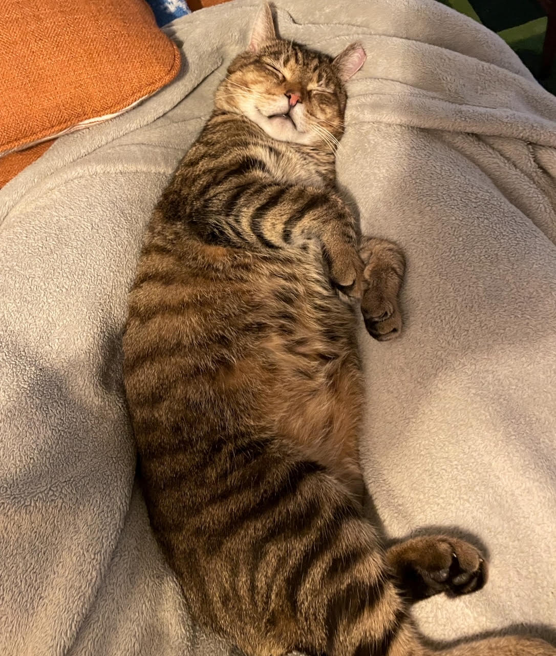 Anson - Tabby cat on their back sleeping.