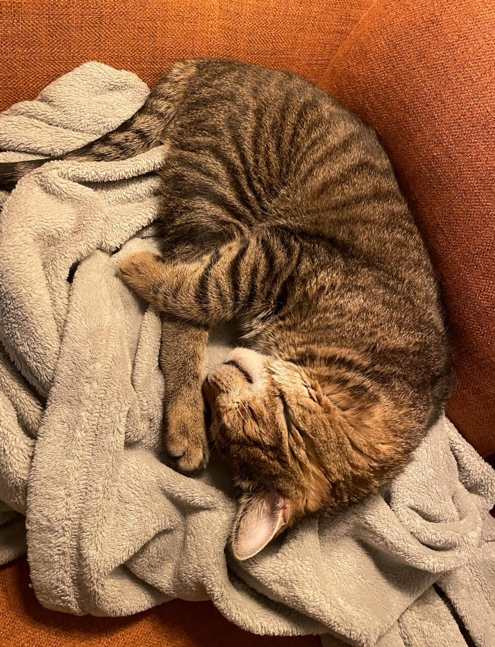Anson - Tabby cat being held by girl.