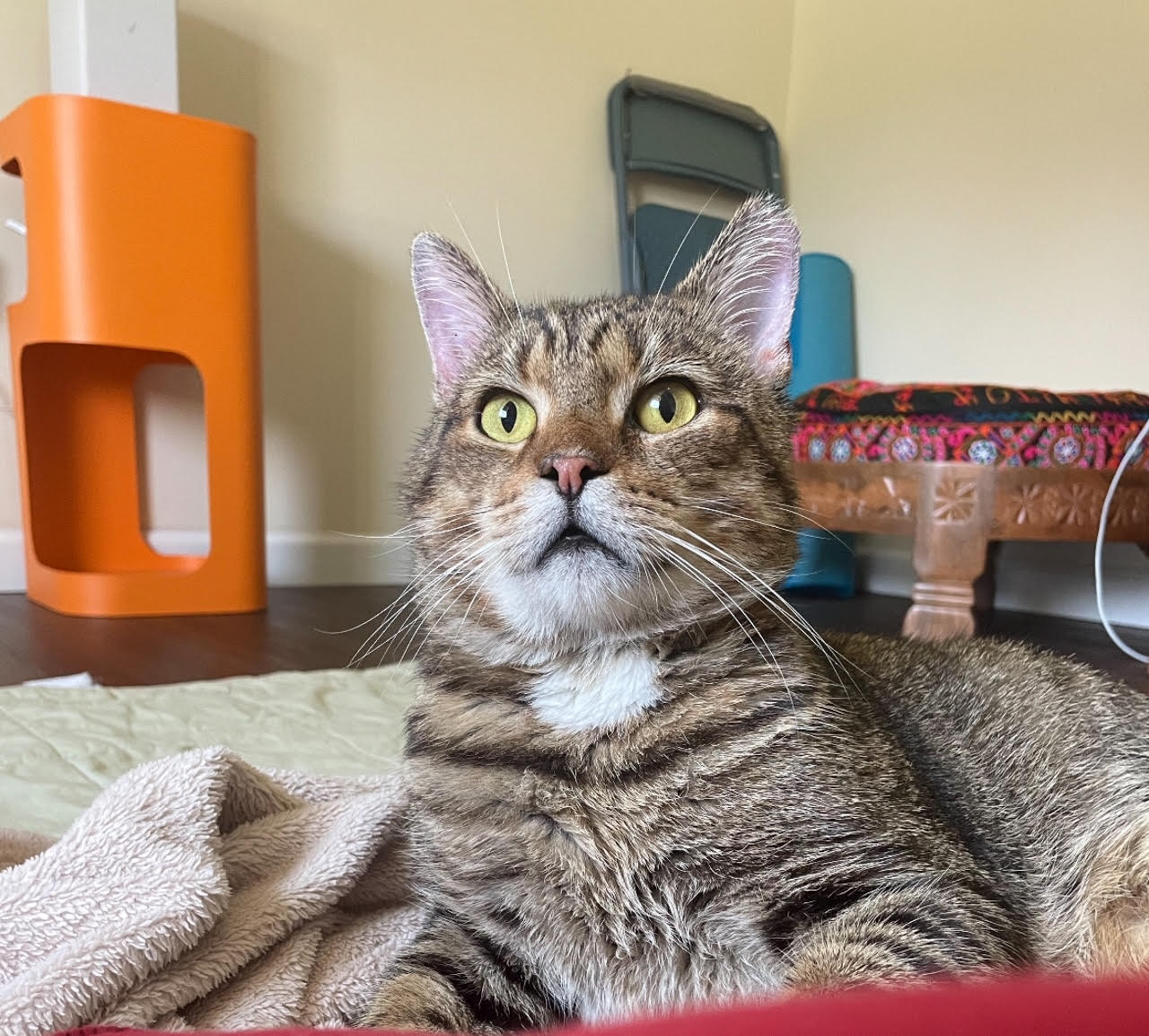 Anson - Tabby cat with toy mouse.
