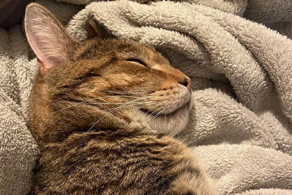 Anson - White cat with tabby markings