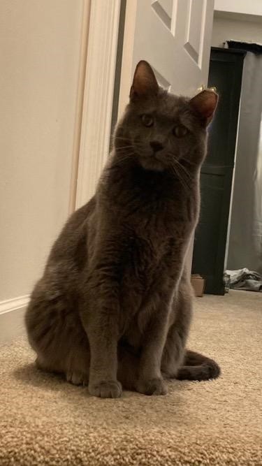 Anson - Tabby cat on their back sleeping.