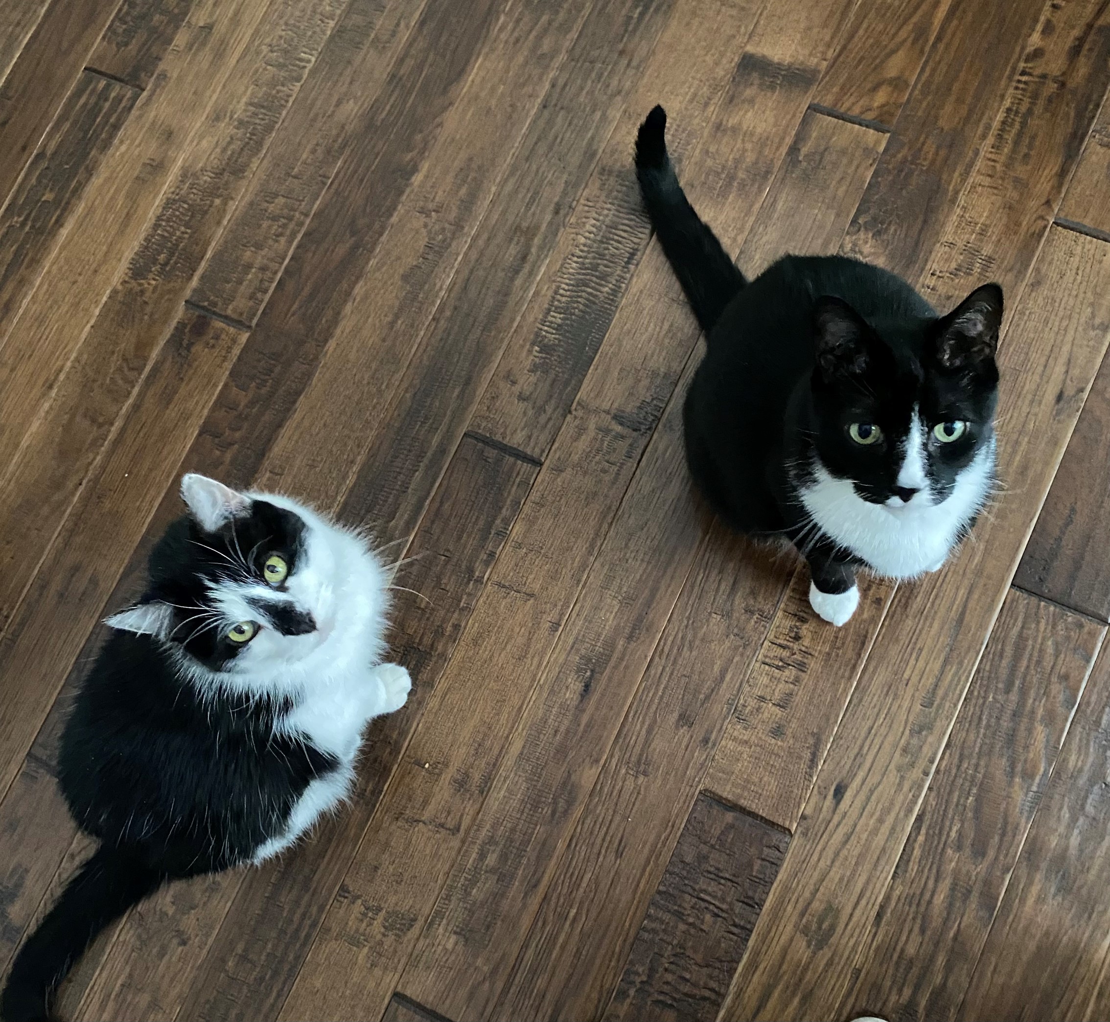 Anson - Tabby cat being held by girl.
