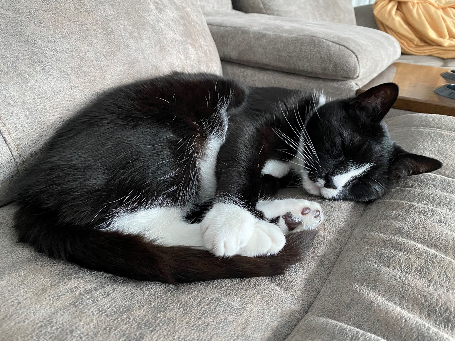 Anson - Tabby cat on their back sleeping.