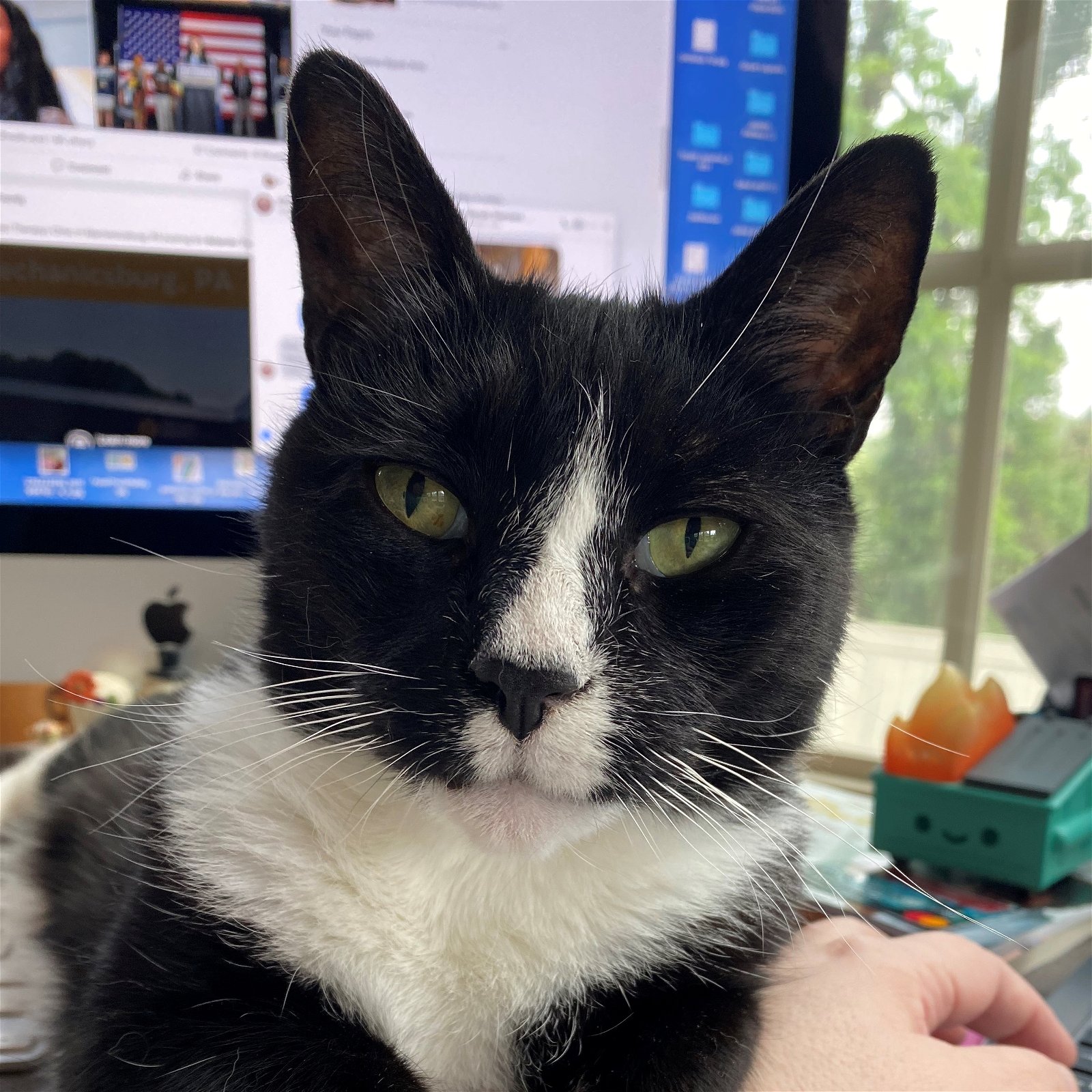 Anson - Tabby cat with toy mouse.