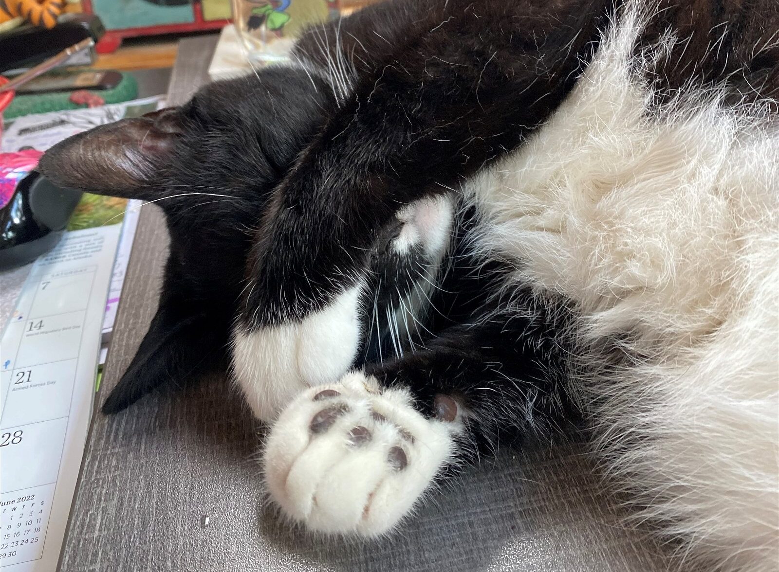 Anson - White cat with tabby markings