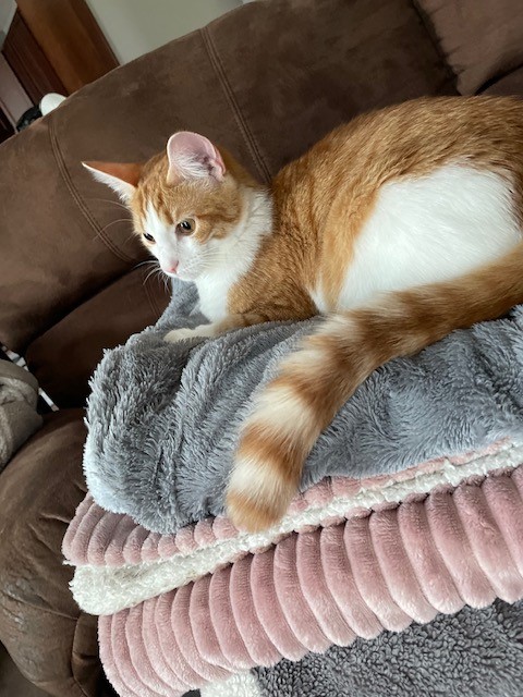 Anson - Tabby cat playing with plastic toy tube.