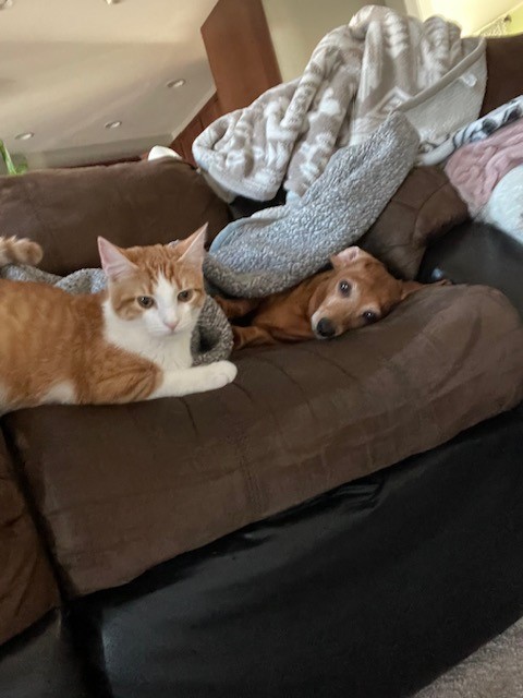 Anson - Tabby cat being held by girl.