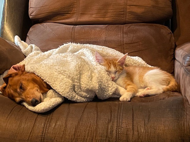 Anson - Tabby cat on their back sleeping.