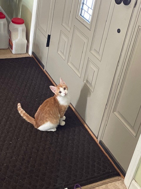 Anson - Tabby cat with toy mouse.