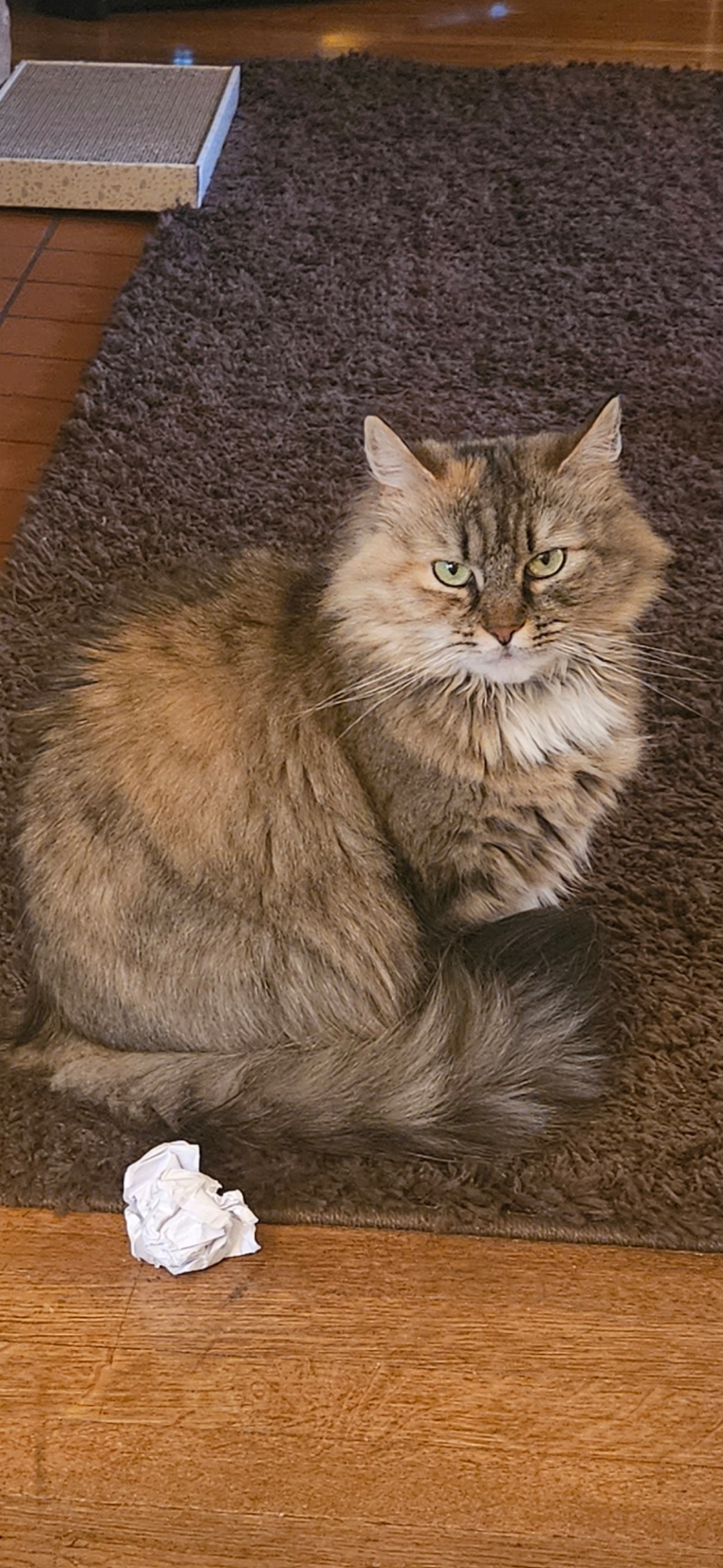 Anson - Tabby cat being held by girl.