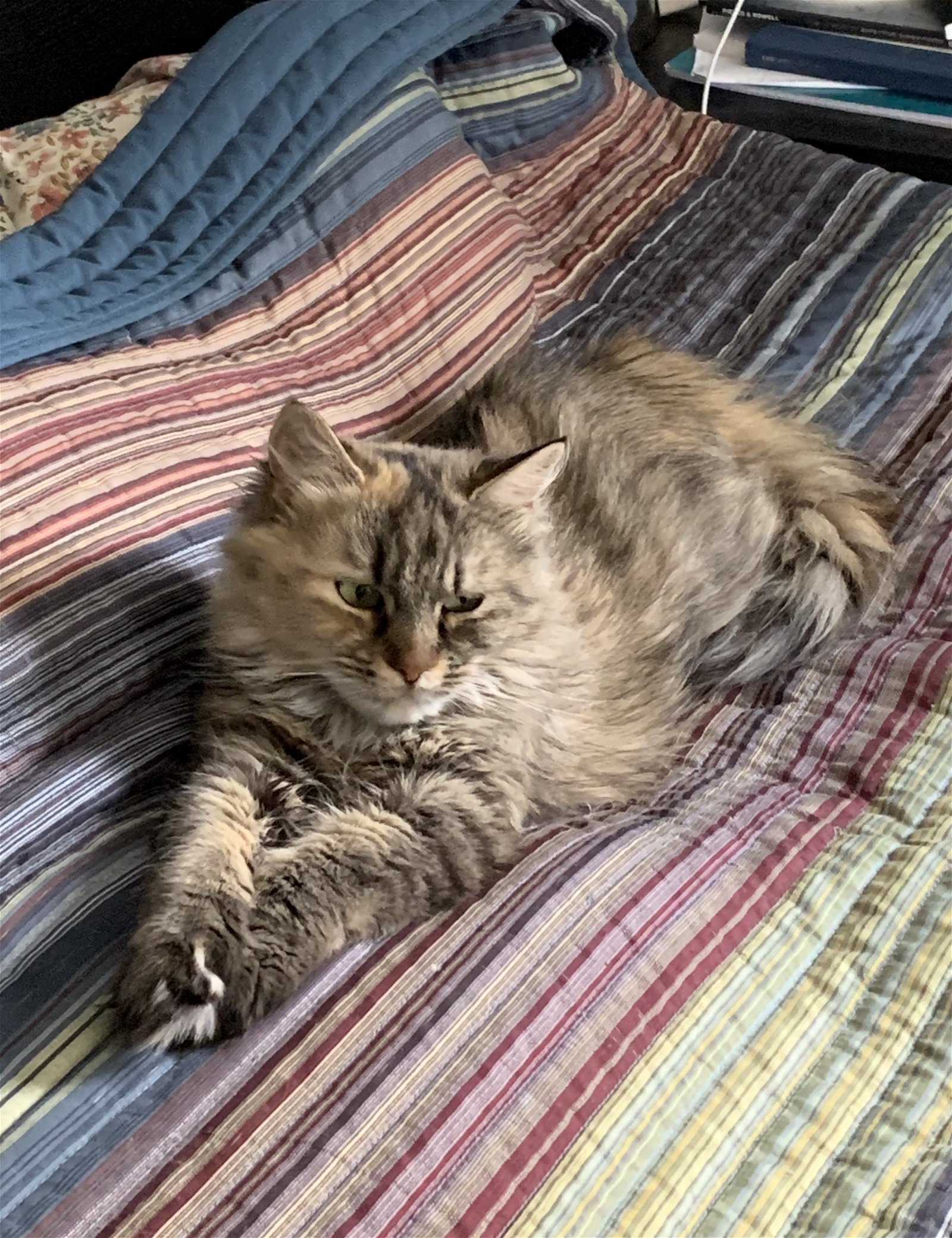 Anson - Tabby cat playing with plastic toy tube.