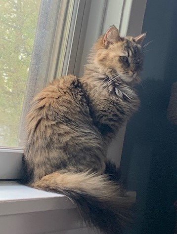 Anson - Tabby cat on their back sleeping.