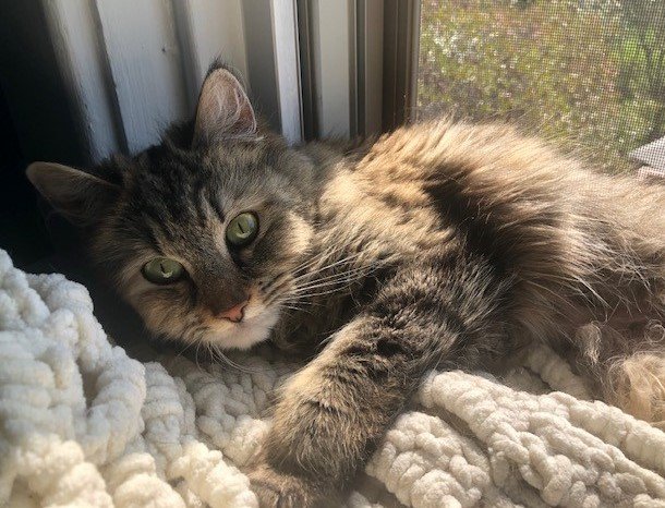 Anson - Tabby cat with toy mouse.