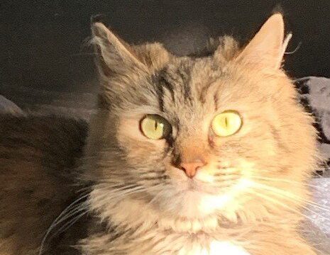 Anson - White cat with tabby markings