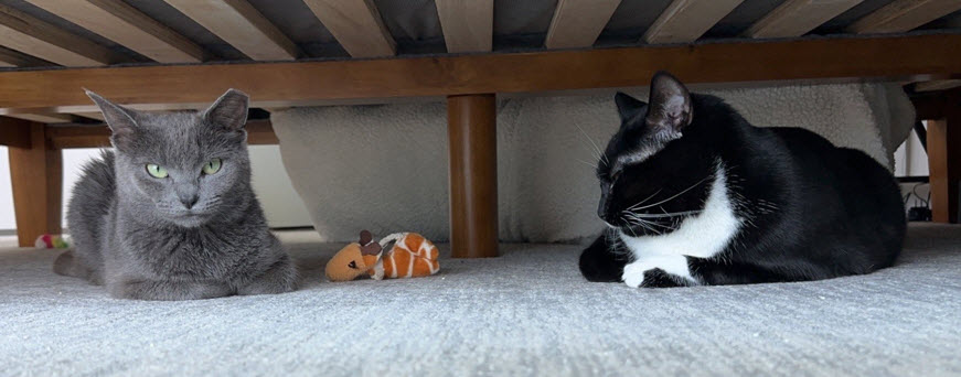 Anson - Tabby cat being held by girl.