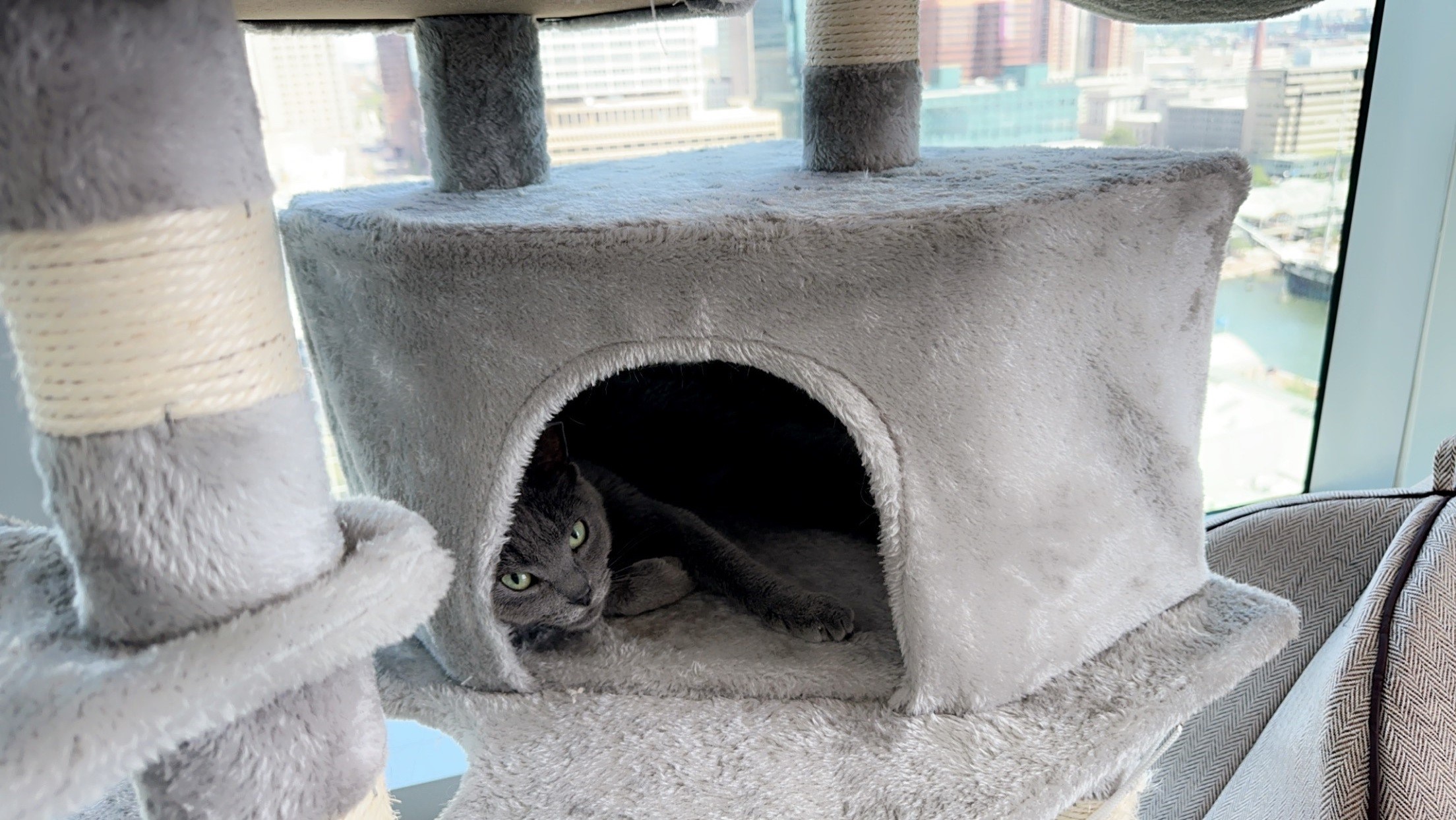 Anson - Tabby cat playing with plastic toy tube.