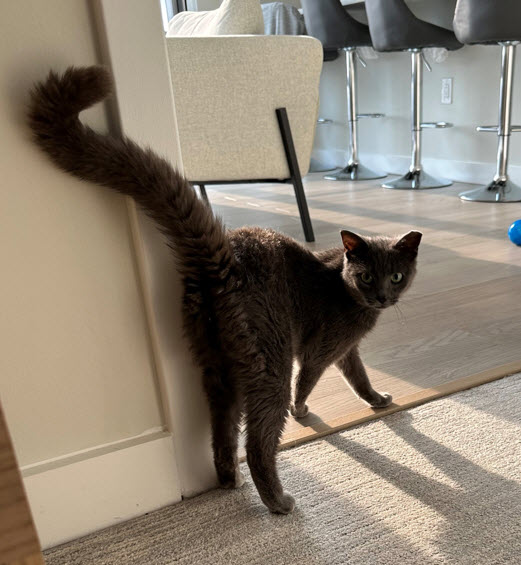 Anson - Tabby cat on their back sleeping.