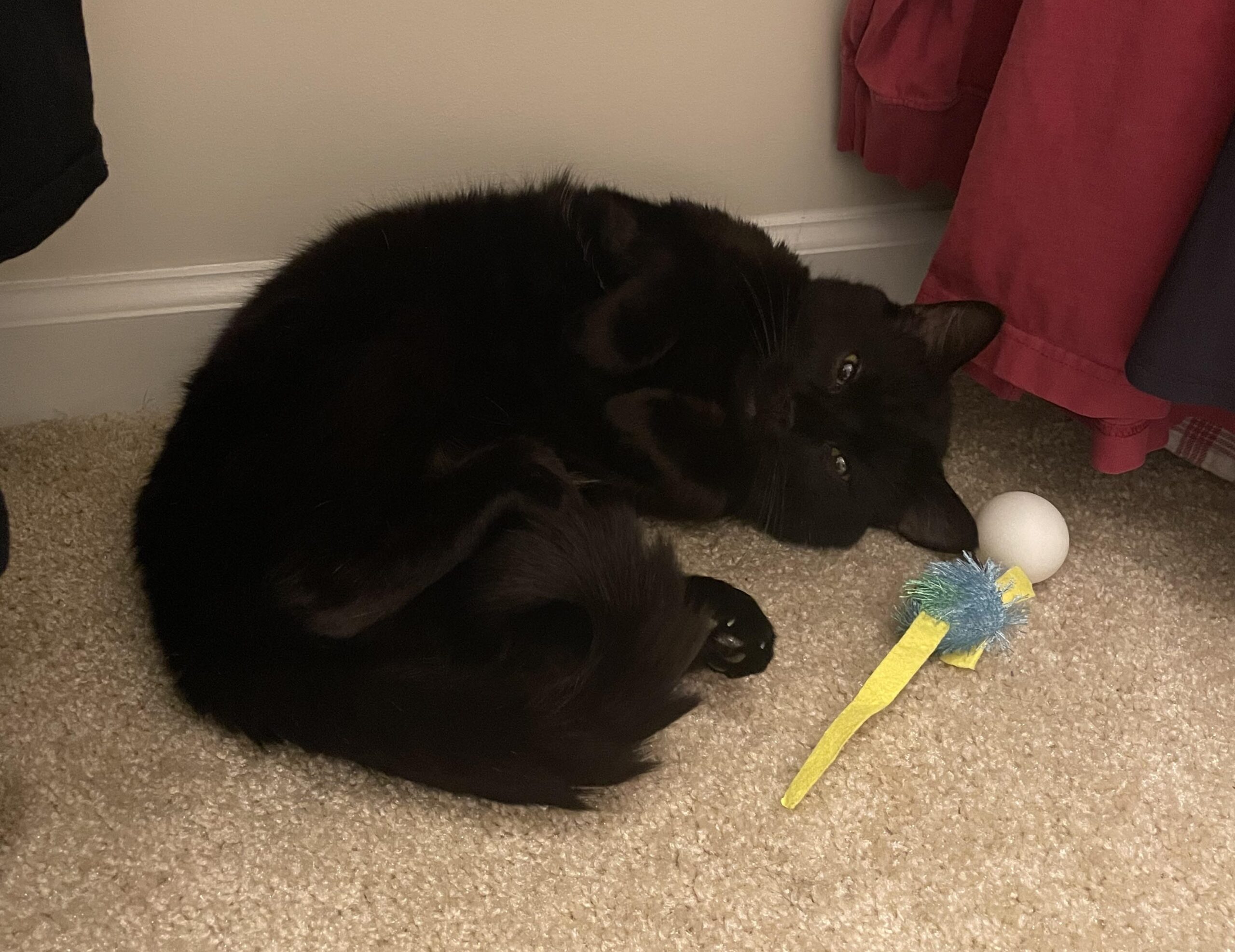 Anson - Tabby cat being held by girl.