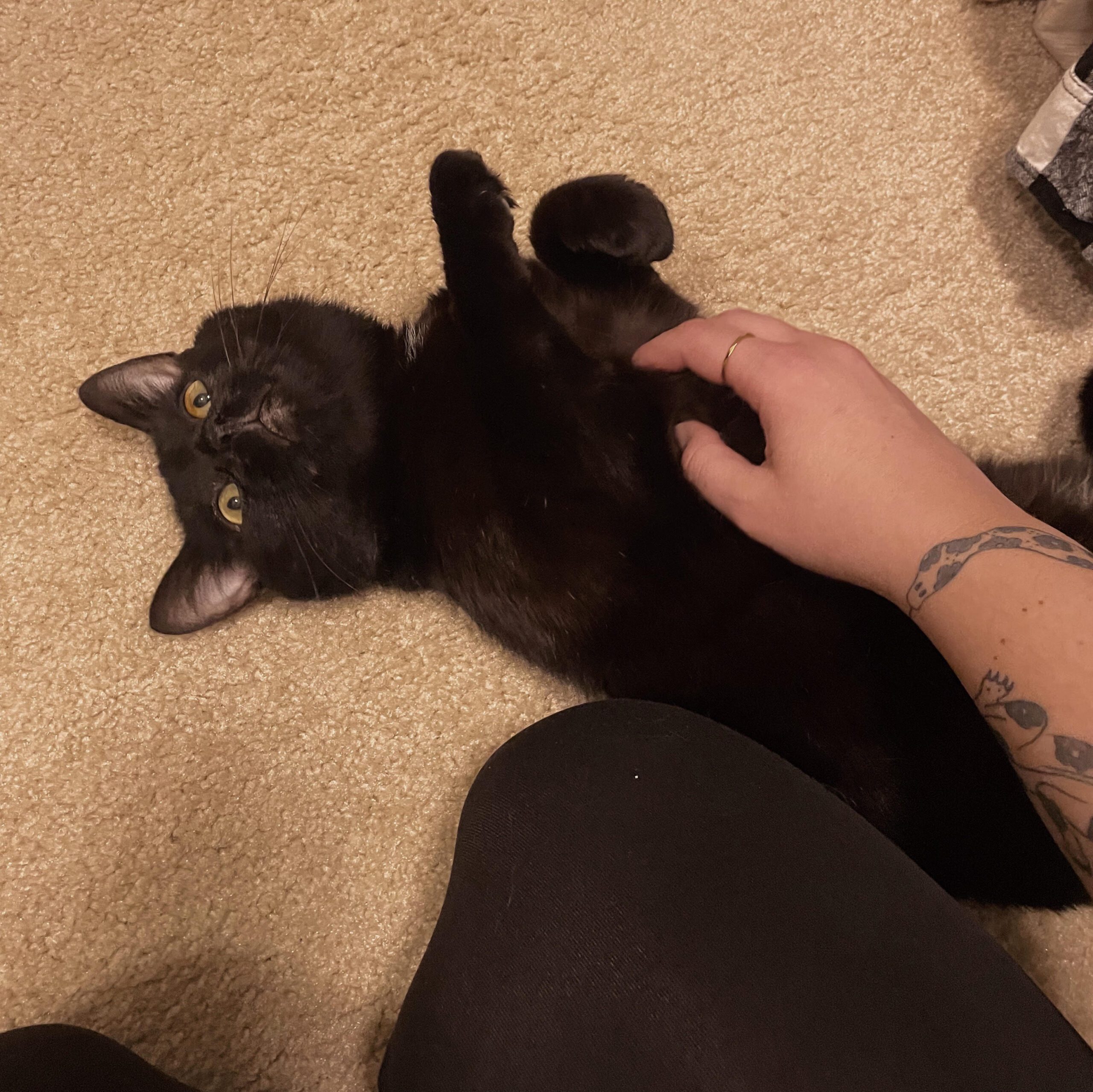 Anson - Tabby cat with toy mouse.
