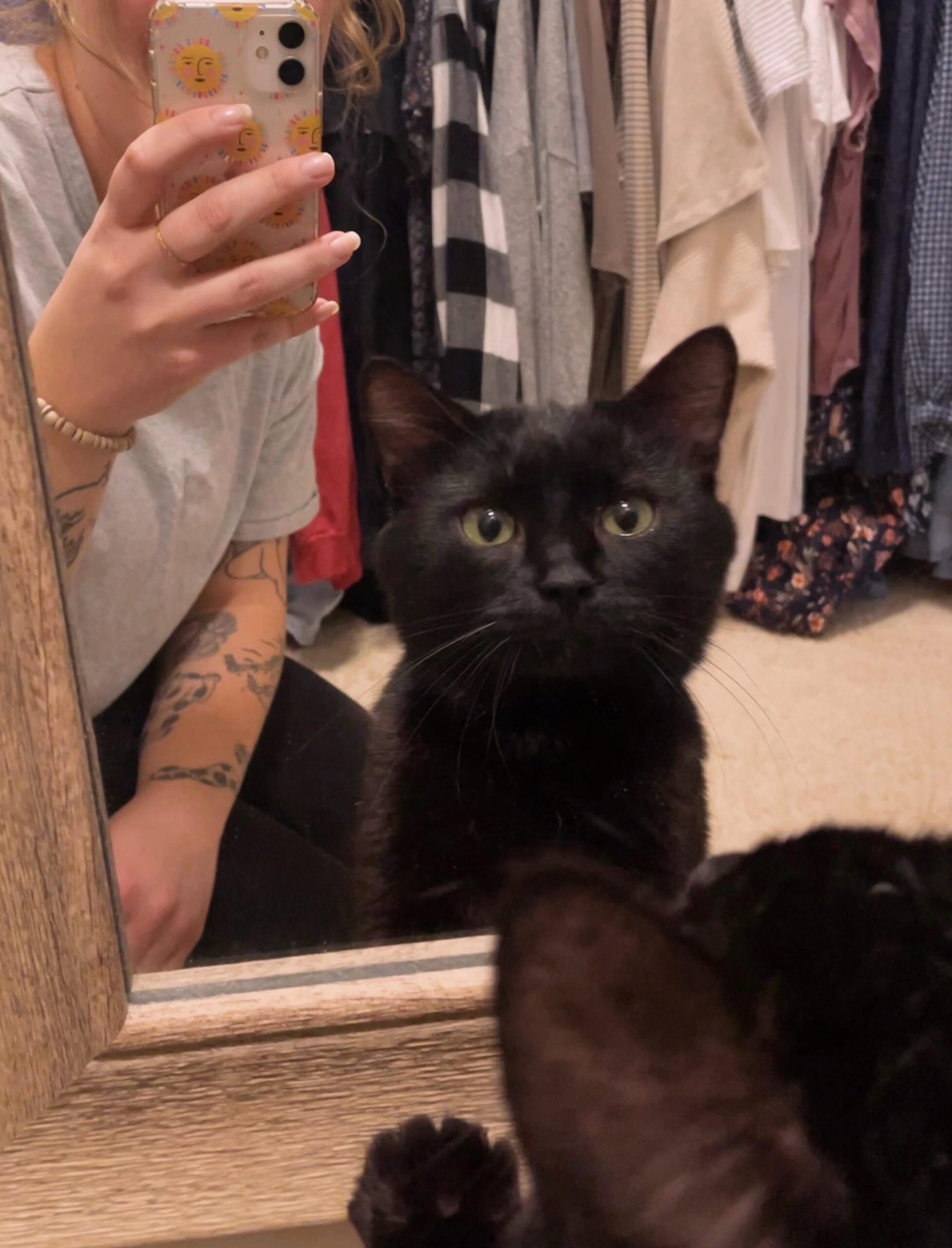 Anson - Tabby cat on their back sleeping.