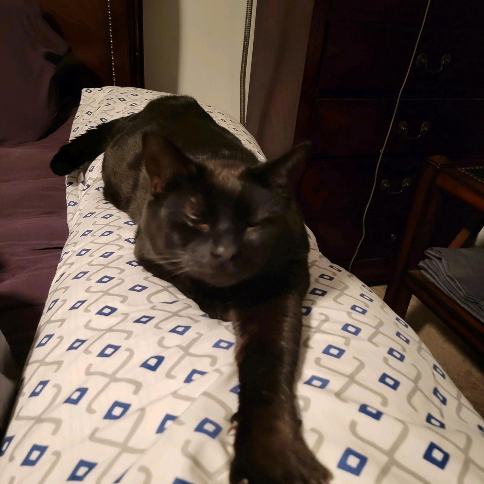 Anson - Tabby cat on their back sleeping.