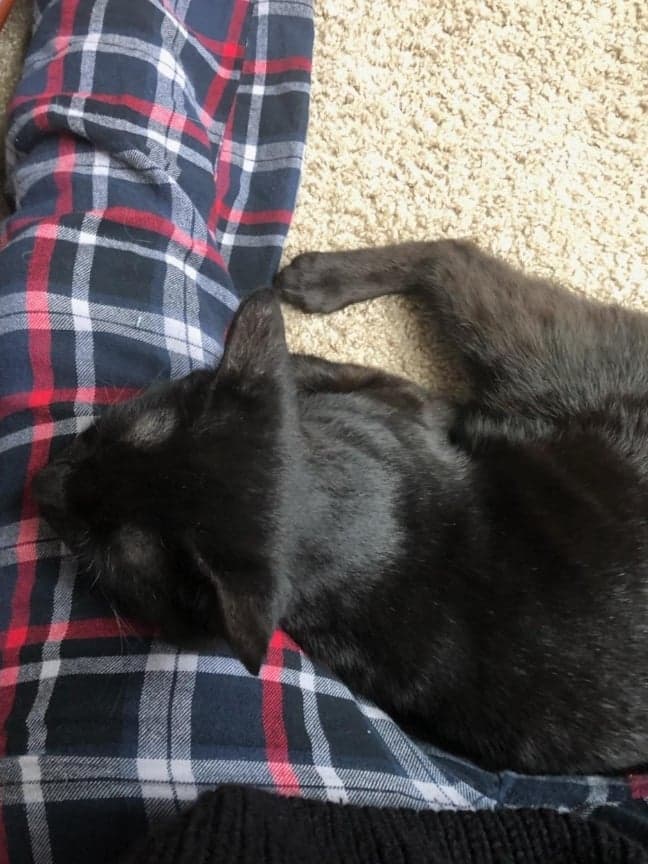 Anson - Tabby cat playing with plastic toy tube.